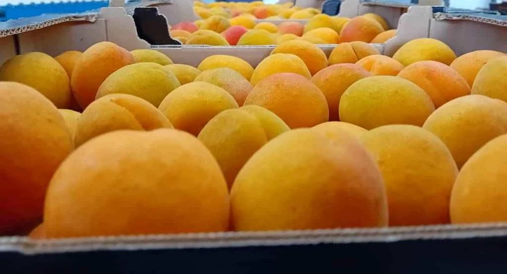 Photo de plusieurs abricots dans une cagette en carton