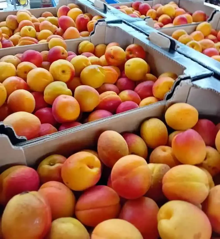 Photo de plusieurs cagettes en carton avec des abricots