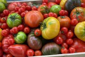 Photo de diverses variétés de Tomates dans une cagette en bois.