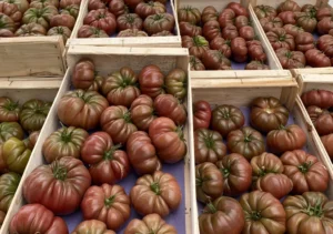 Photo de Tomates anciennes dans des cagettes en bois.